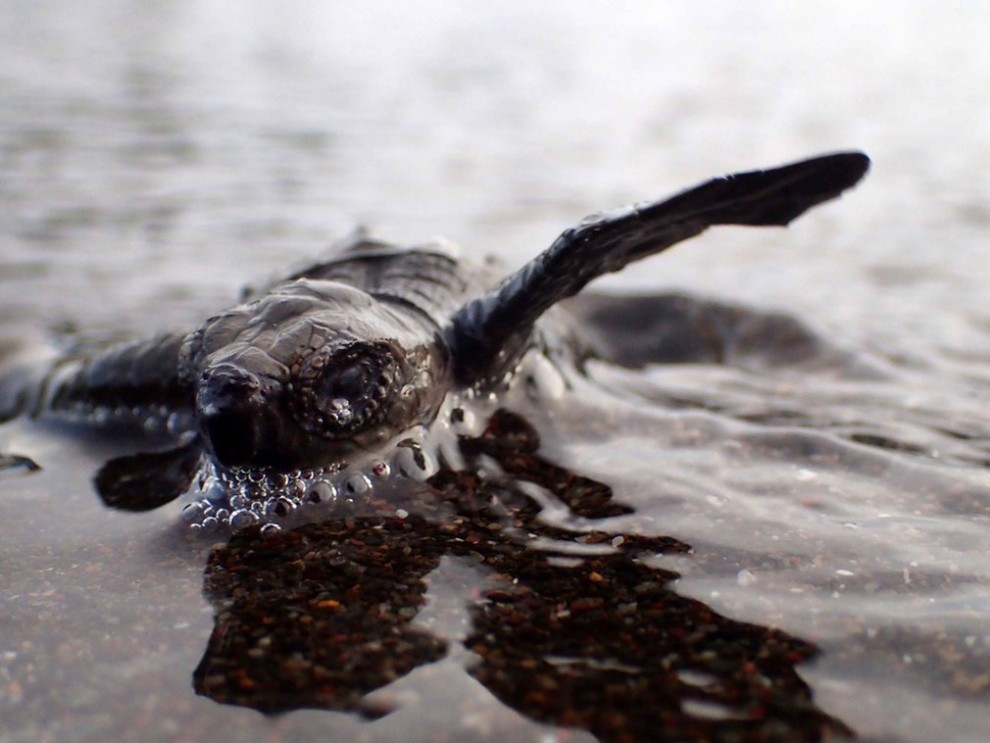 Новорожденный детёныш морской черепахи 