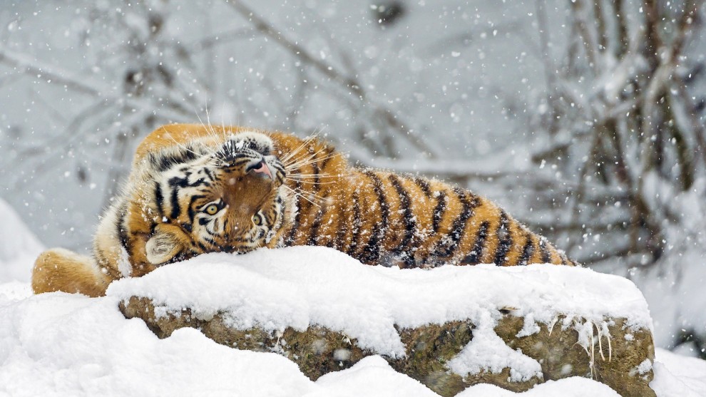 Молодая амурская тигрица