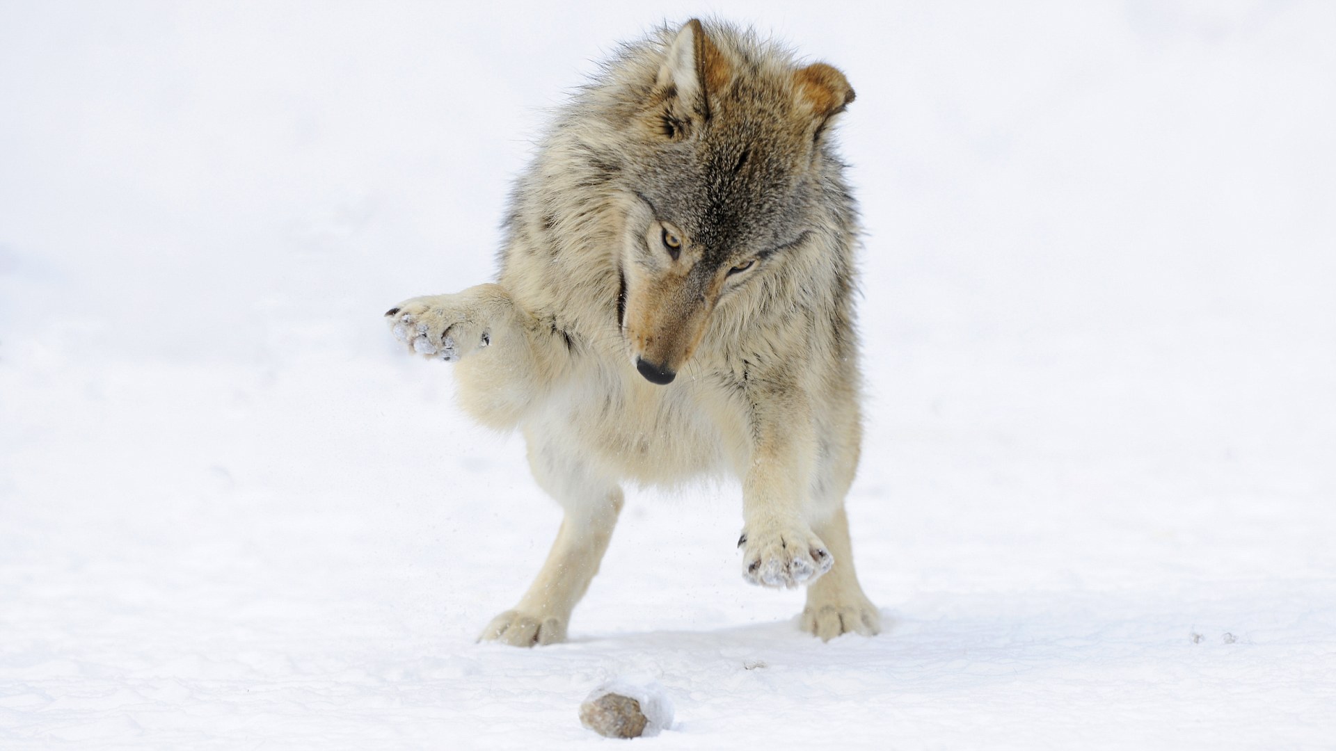 Волк с поднятой лапой