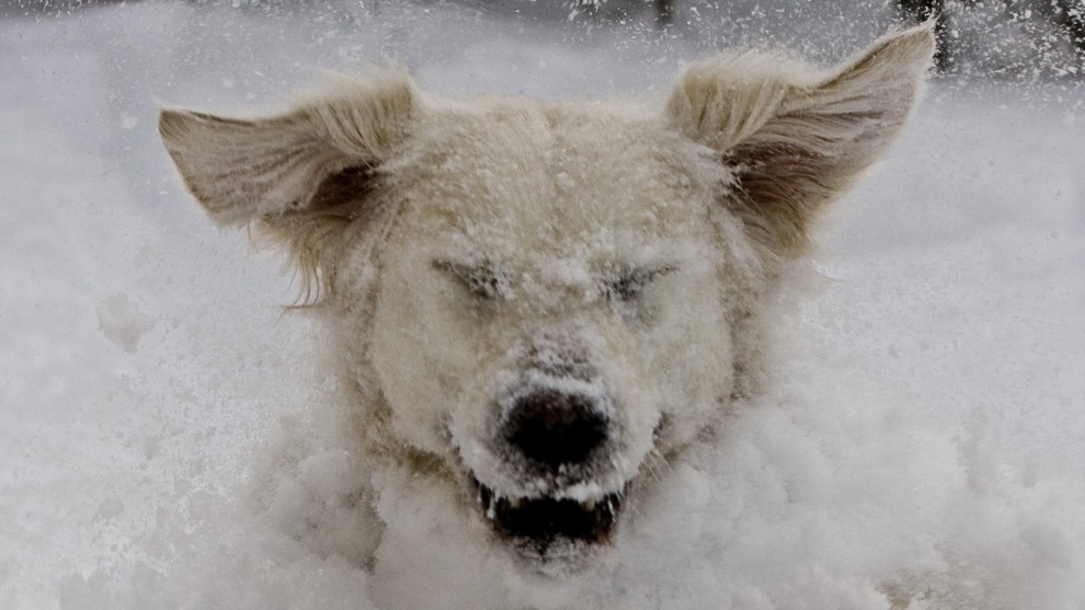 Пёс резвится в снегу