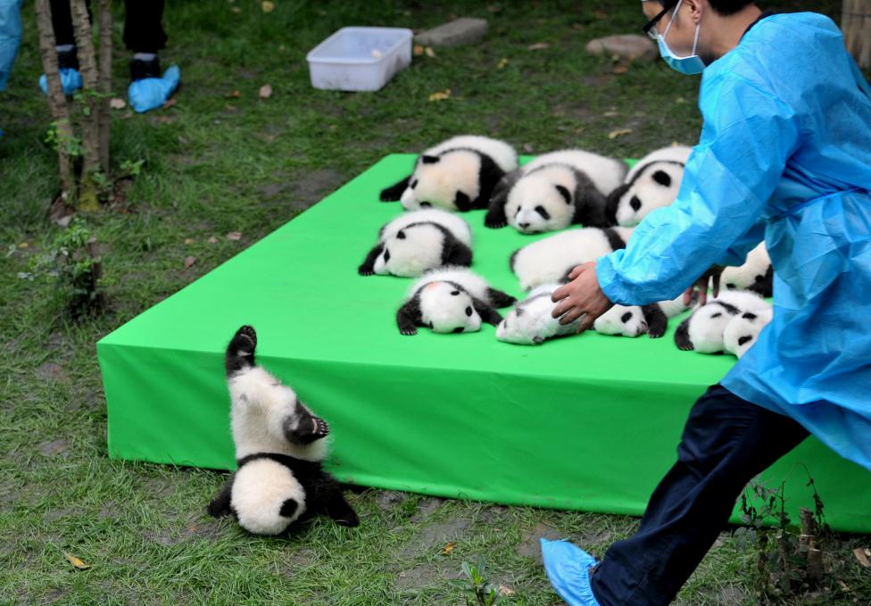 Детёныши панды
