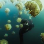 Фотограф поплавал в окружении миллионов медуз и остался доволен