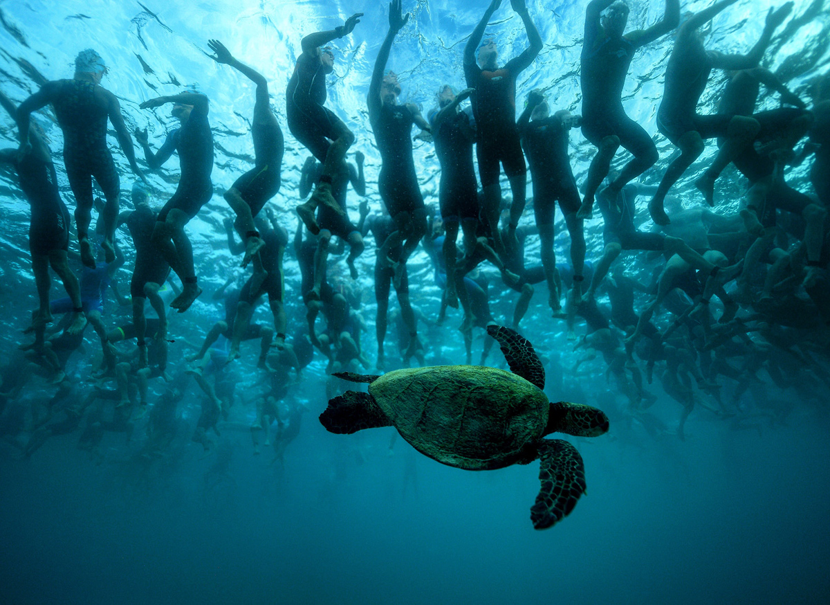 Зелёная морская черепаха