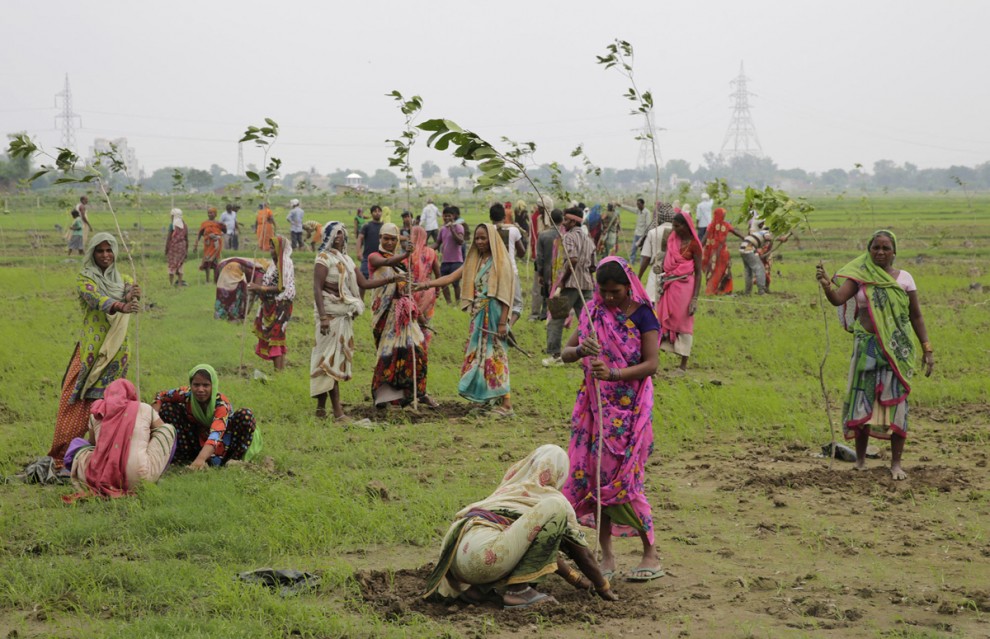 Женщины сажают деревья