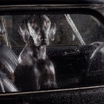 Портреты запертых в автомобилях собак, которые пробирают до глубины души