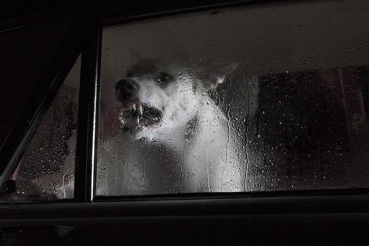 Собака в машине