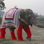 Тепло людских сердец: волонтёры вяжут огромные свитера, чтобы согреть слонов в непогоду