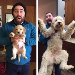 До и после: кто вырастает из милых, забавных щенков