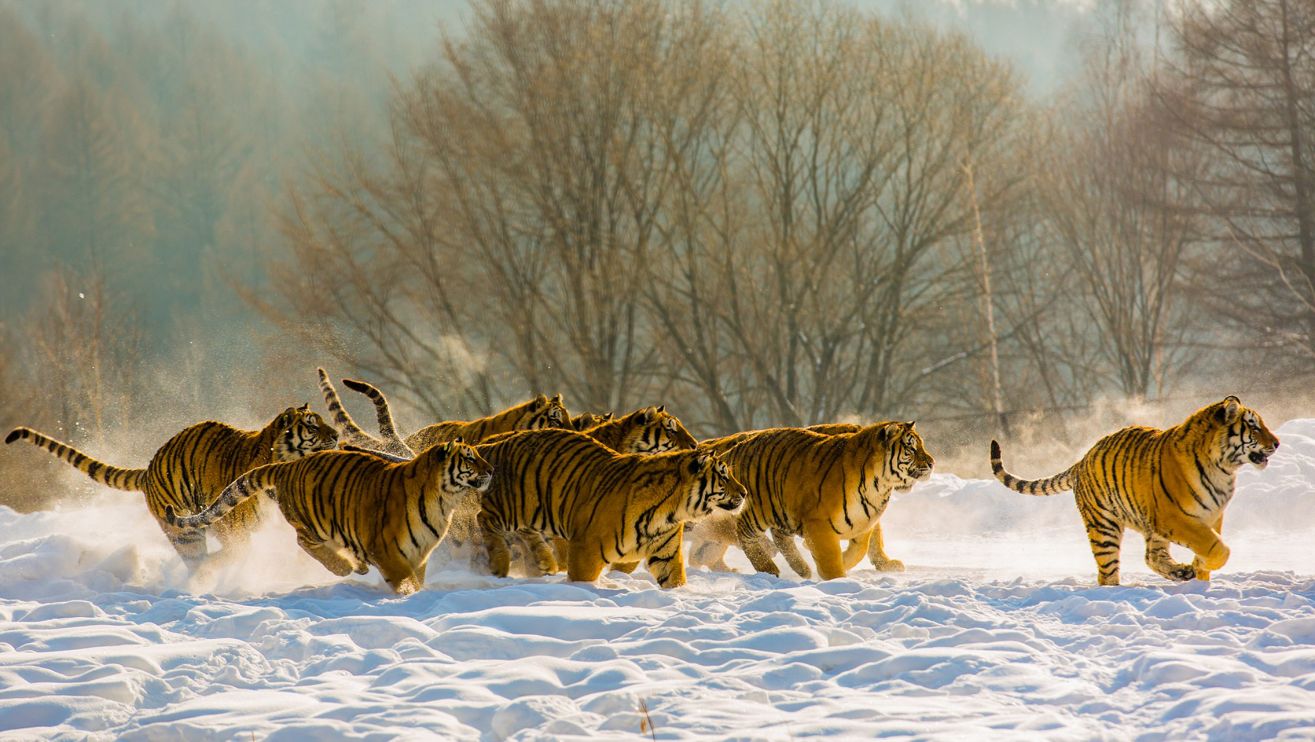 Зимний тигр