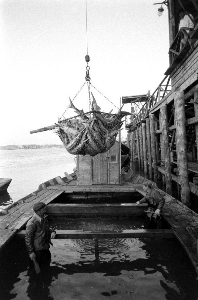 Добыча чёрной икры в Астрахани в 1960-х годах