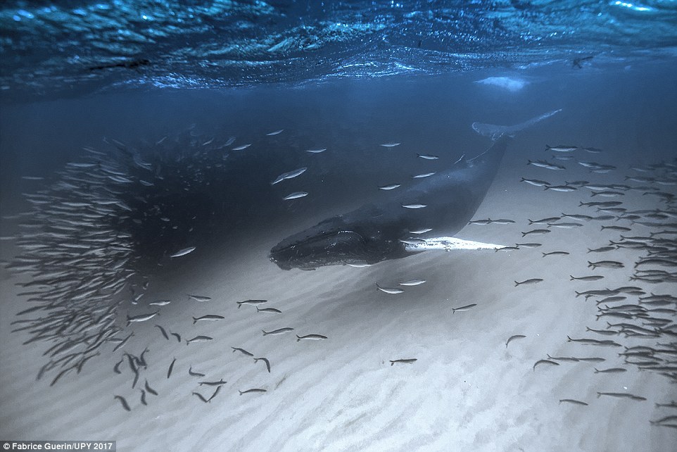 Горбатый кит 