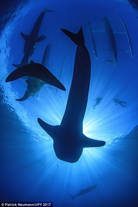 Китовые акулы