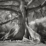 Самые старые деревья мира: гиганты, которым хочется поклониться