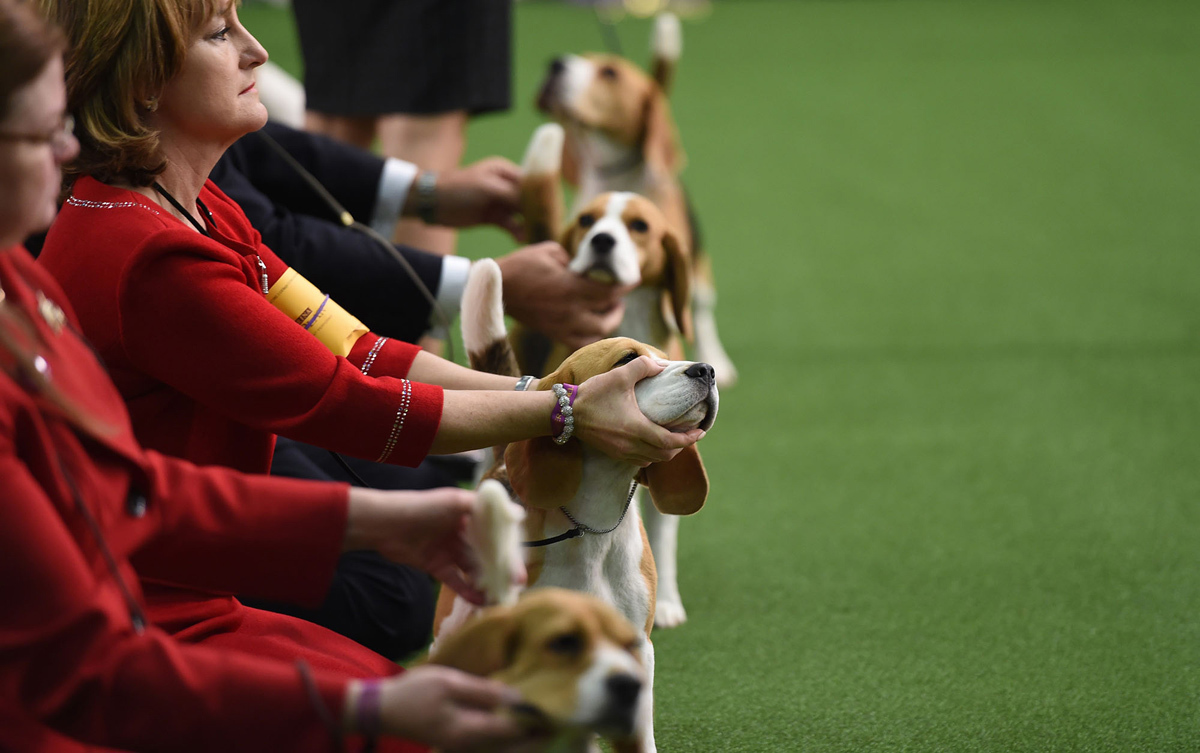 Выставка собак в мире Westminster Kennel Club Dog Show