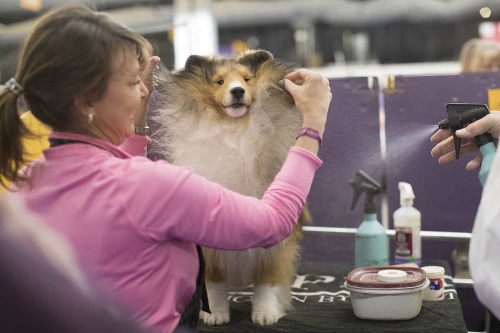 Выставка собак в мире Westminster Kennel Club Dog Show