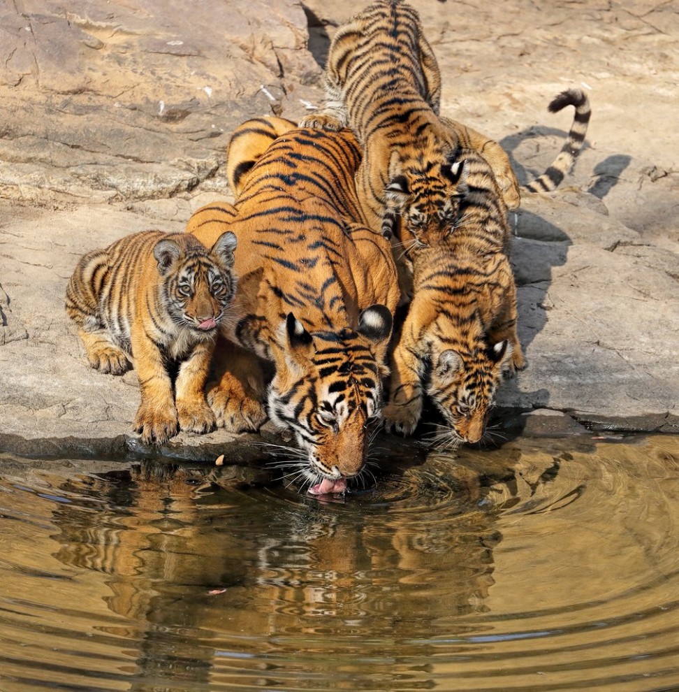 Тигрица со своими детёнышами