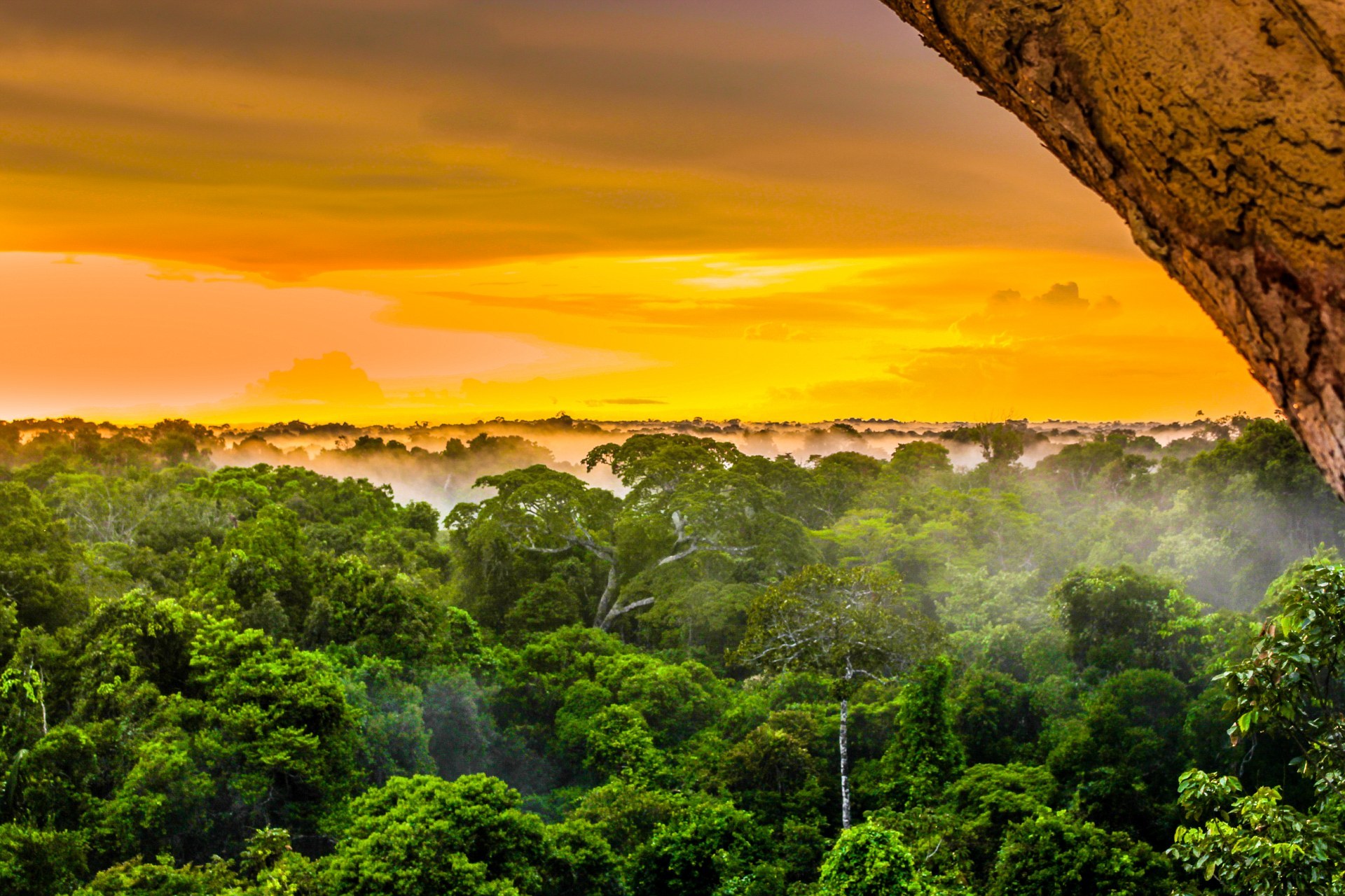 Тропические джунгли Южной Америки