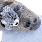 Тюлень из японского зоопарка, который полюбил плюшевого тюленёнка, как родного