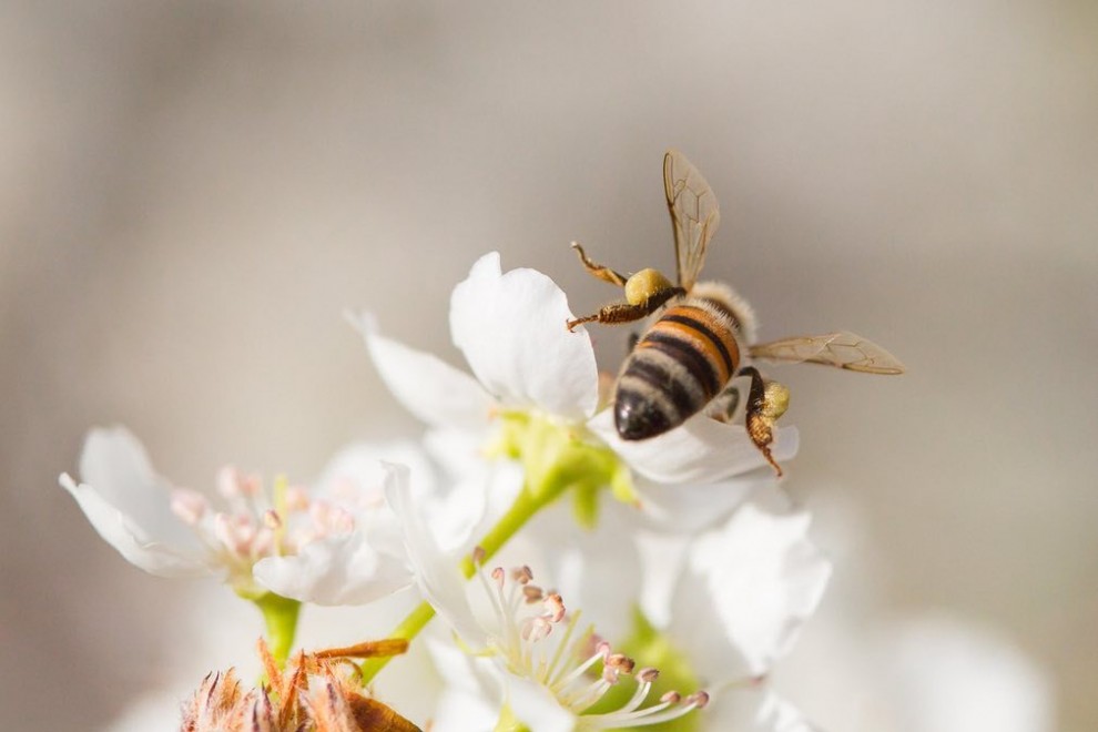 Пчела 