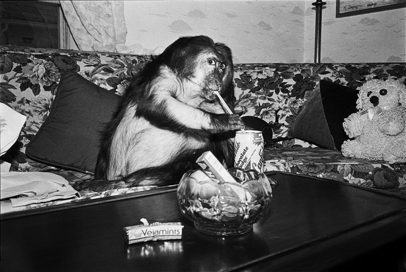 Домашние обезьяны