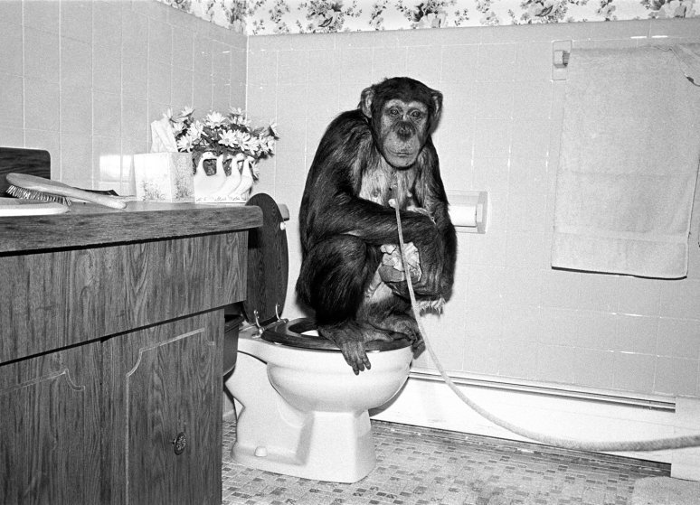 Домашние обезьяны