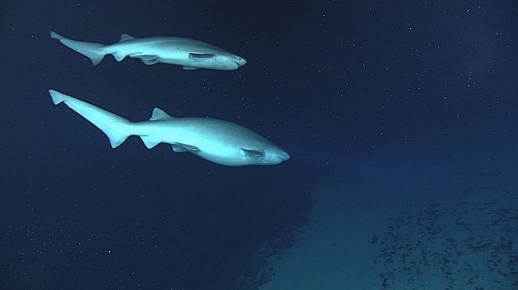 Шестижаберные акулы (самец и самка)