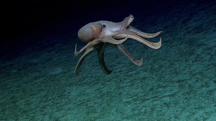 Глубоководный осьминог