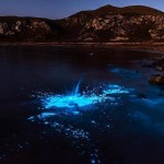 Волшебница-природа: мистическое свечение у берегов Тасмании очаровывает туристов