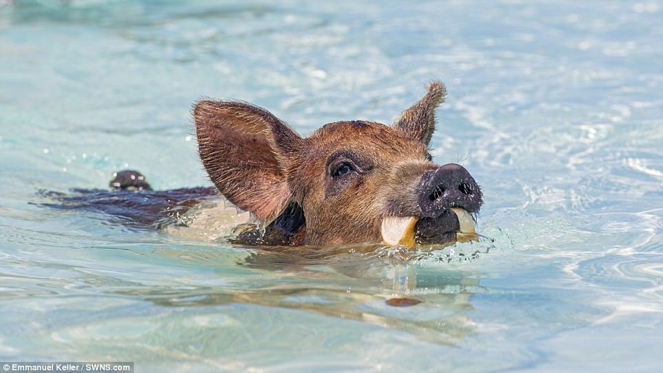 Остров свиней на Багамах