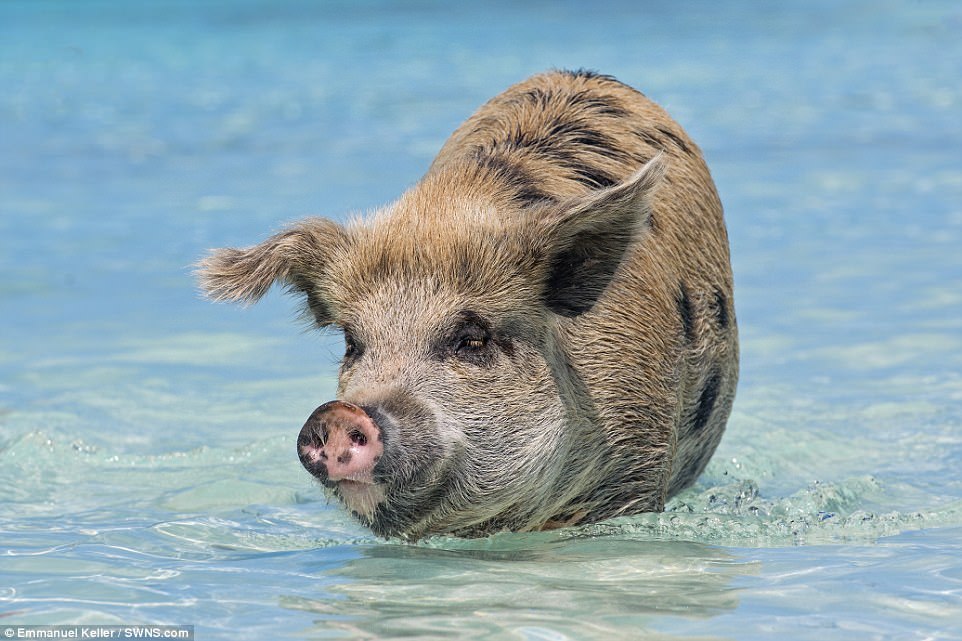 Остров свиней на Багамах