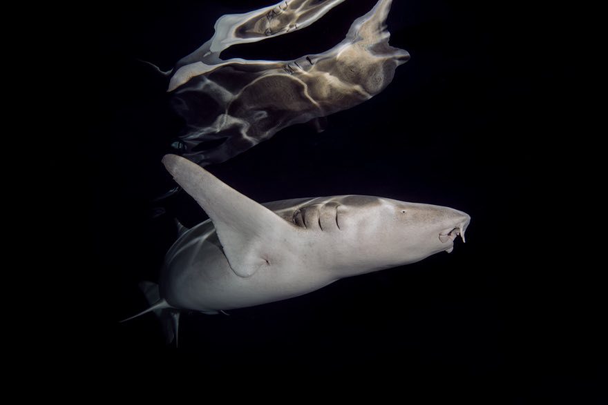 Ржавые акулы-няньки