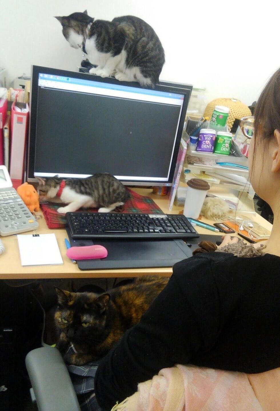 Кошки в офисе