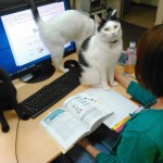 Японская IT-компания приютила в своём офисе целое полчище бездомных кошек