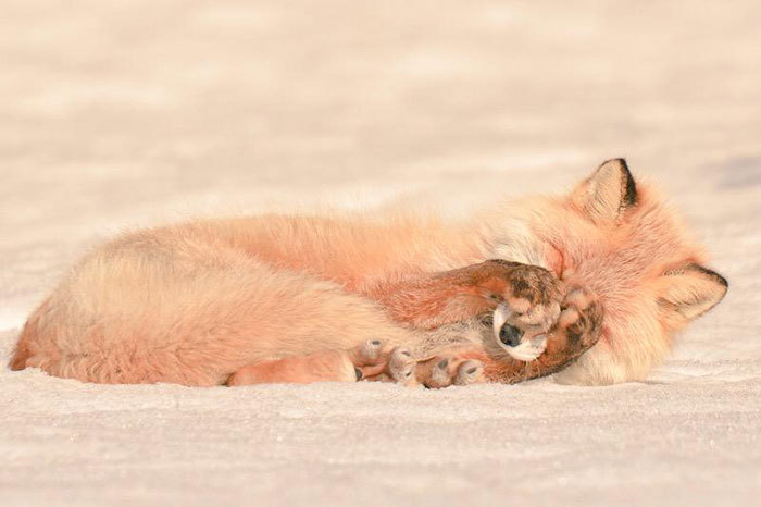 Хоккайдская лисица 