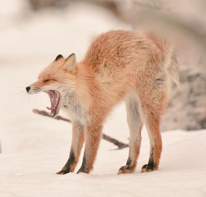 Хоккайдская лисица 