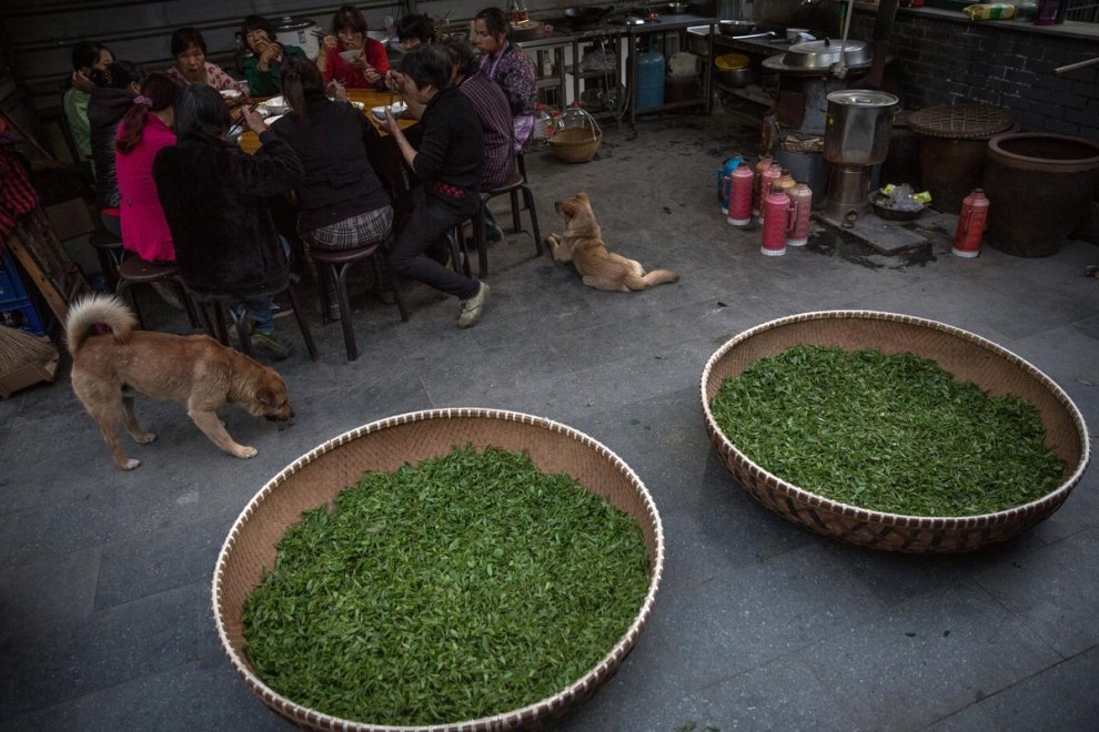 Производство чая в Китае