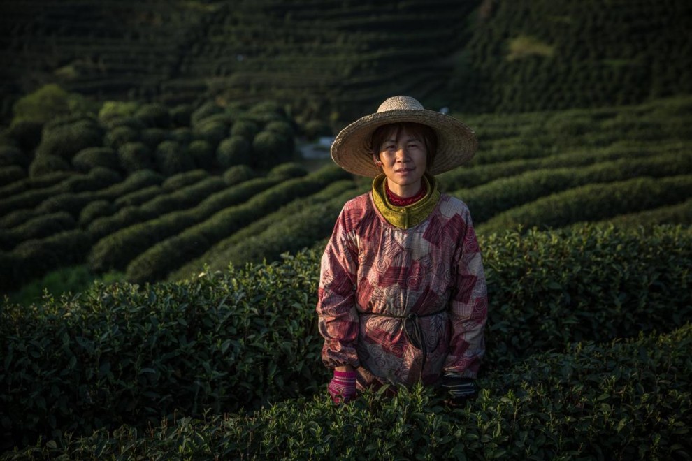 Производство чая в Китае