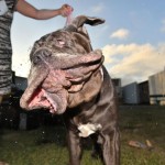 Самые уродливые собаки конкурса World’s Ugliest Dog Competition за последние 11 лет