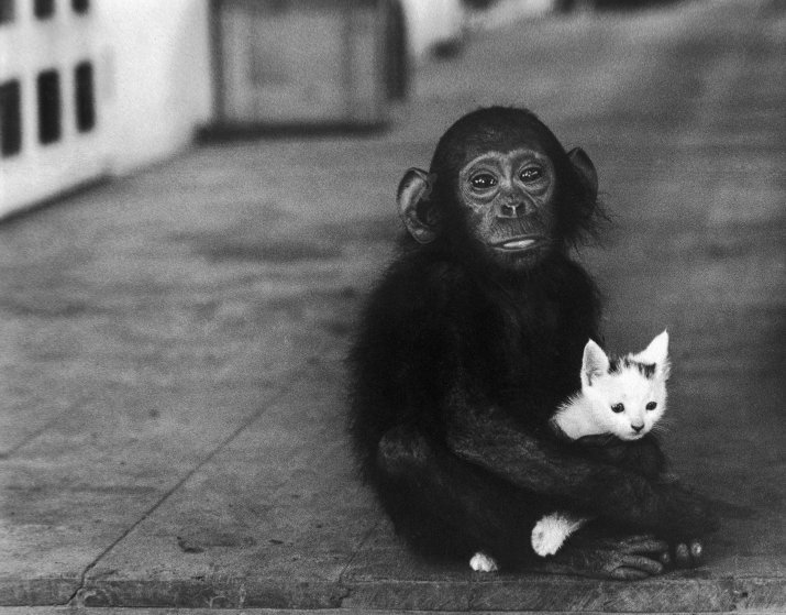 Детёныш шимпанзе с котёнком