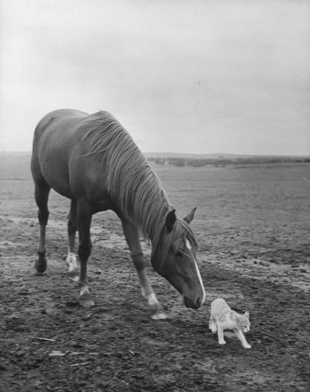 Лошадь пытается завести дружбу с кошкой