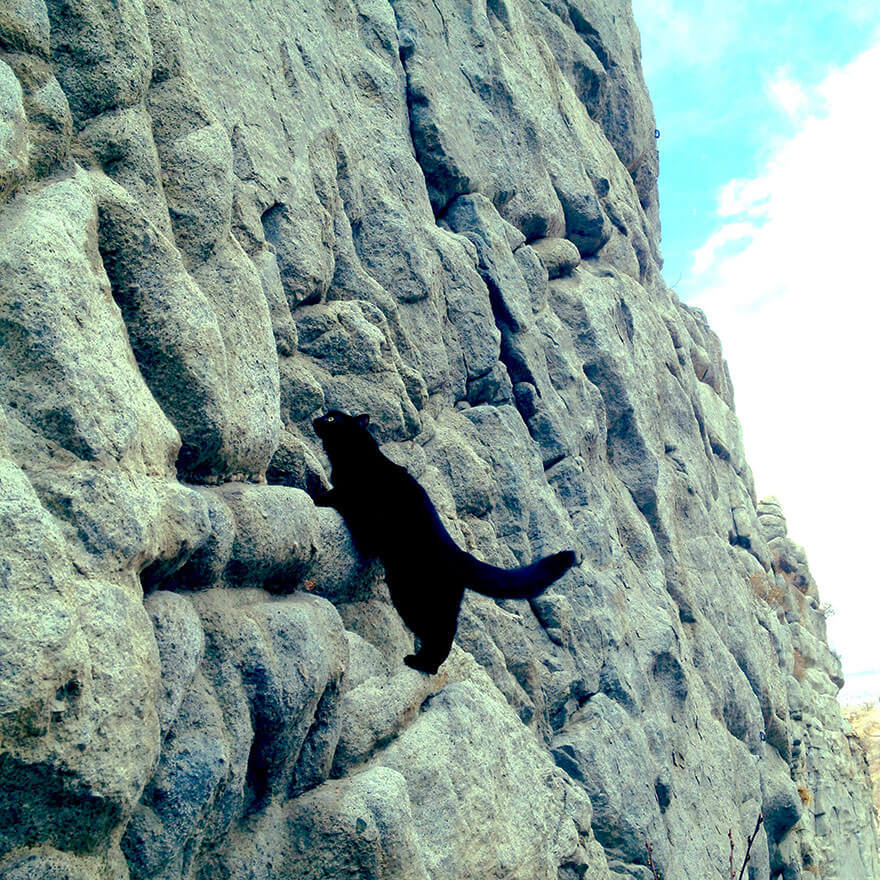 Кошка-альпинистка