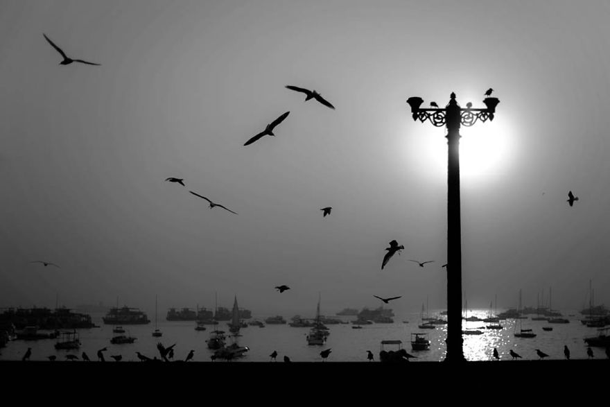 Птицы и лодки, Мумбай-Харбор, Индия
