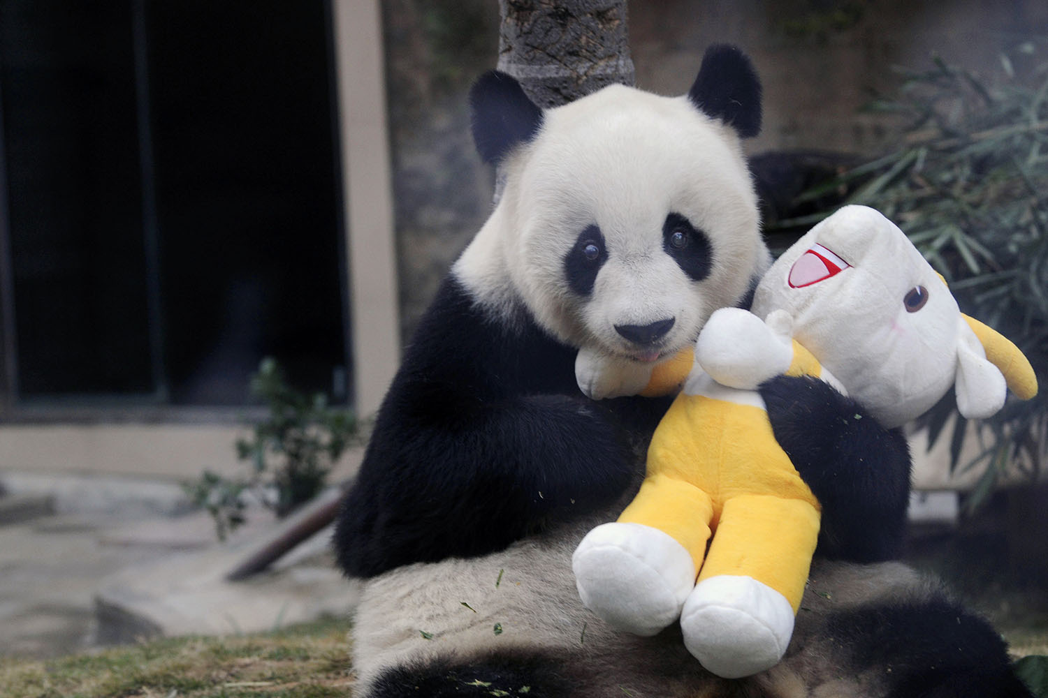 Умерла старейшая в мире панда