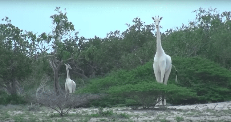 Белые жирафы