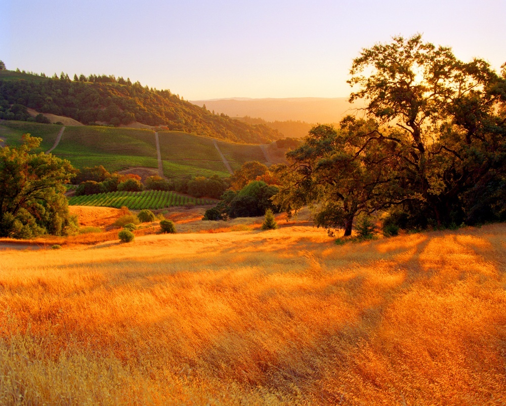 Сонома Каунти, Калифорния, США. Знаменитые виноградники особенно прекрасны осенью