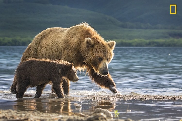 Медведица с трёхмесячным медвежонком