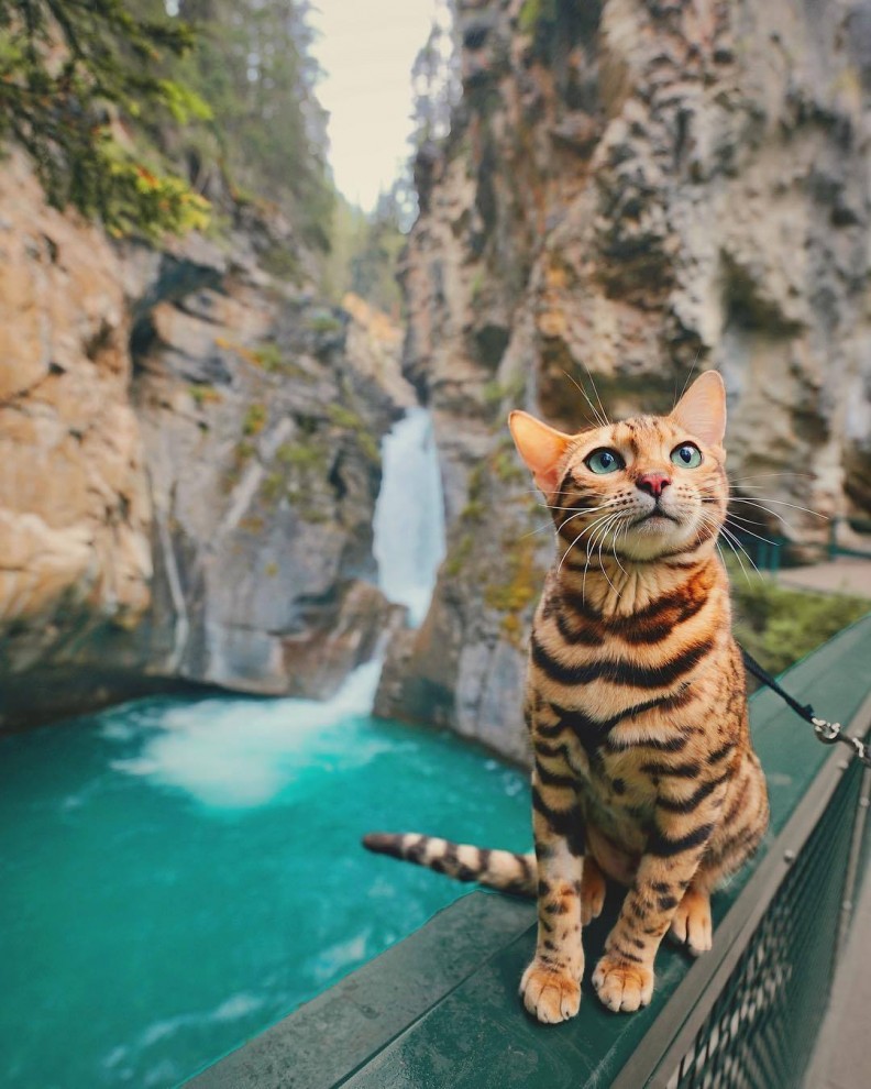 Кот-путешественник