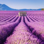 Изумительные фотографии лавандовых полей Франции