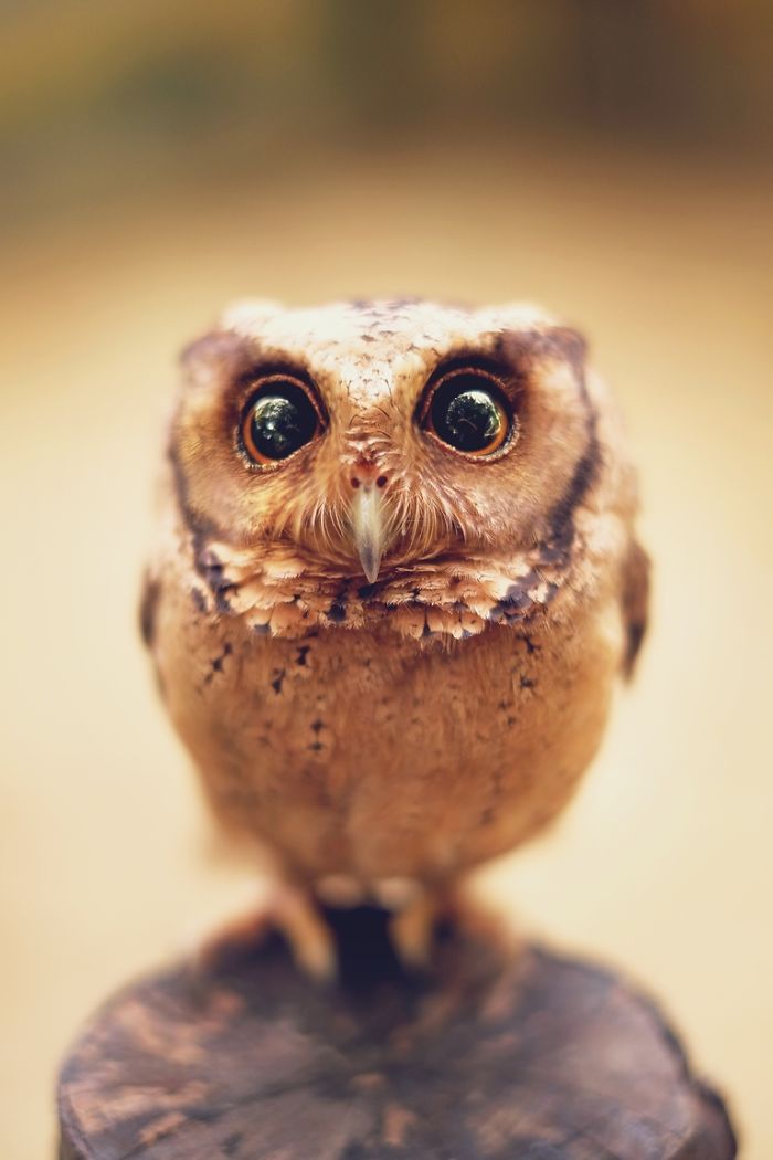 owl-portraits-shamma-esoof1