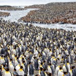 Фотограф делится своими лучшими снимками пингвинов за последние десять лет